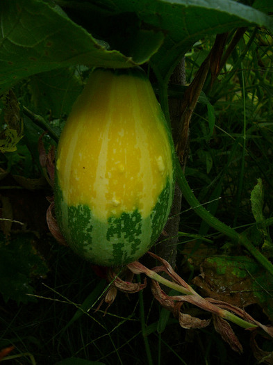 P1300396 - Dovlecei ornamentali - gradina 2011