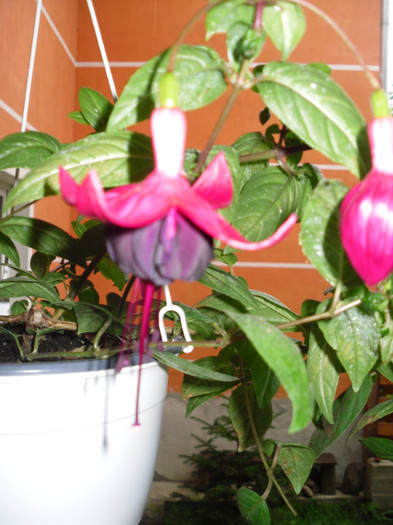 fuchsia; fuchsia
