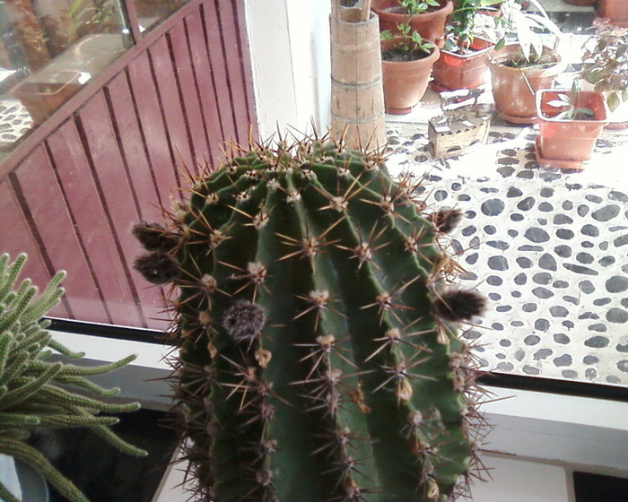 Fotografie-0020_1 - cactusi