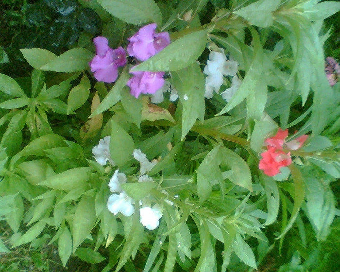 Picture 076 - Diverse flori