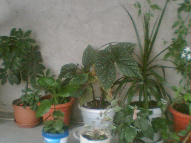 Picture 060 - Diverse flori