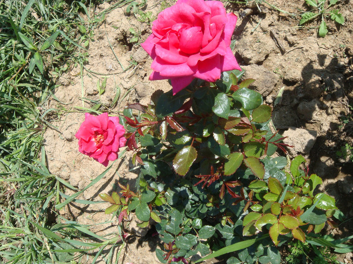 DSC02801 - Mini Rose