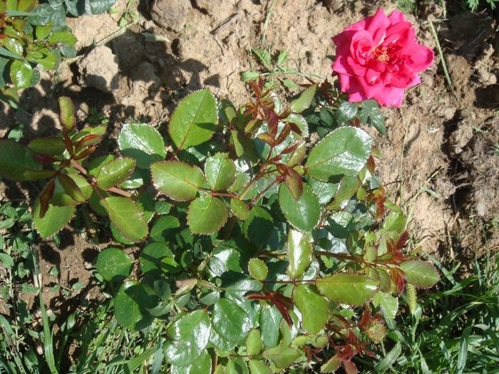 DSC02802 - Mini Rose