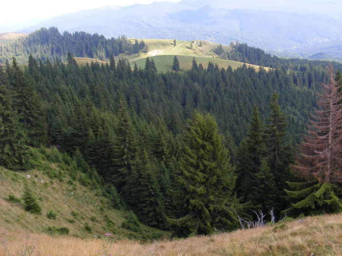 DSCF0217 - Peisaje de munte