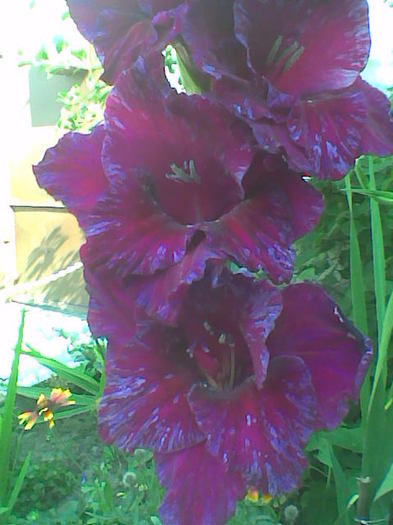 Imag030 - Gladiole 2011