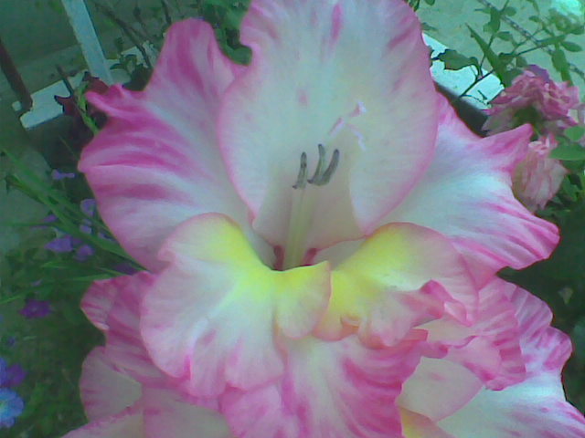 Imag009 - Gladiole 2011