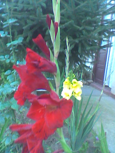 Imag021 - Gladiole 2011