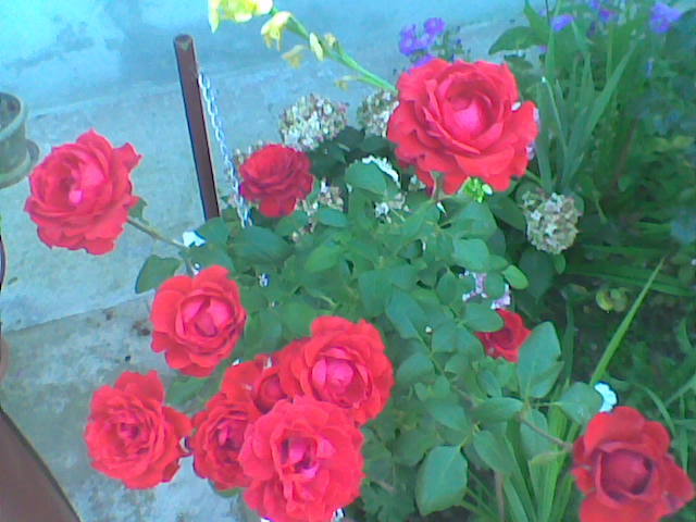 Imag011 - TRANDAFIRI 2011-2012