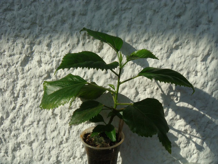 DSC02748 - Hibiscus