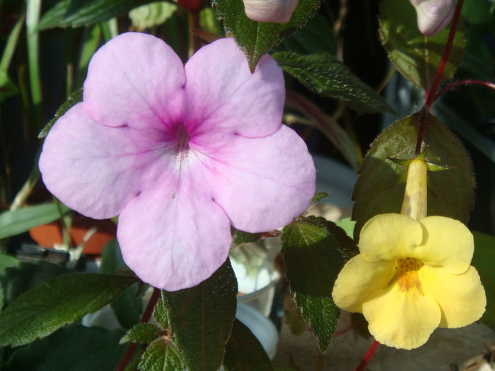 Peach Blossom - Yellow Beauty - Achimenes