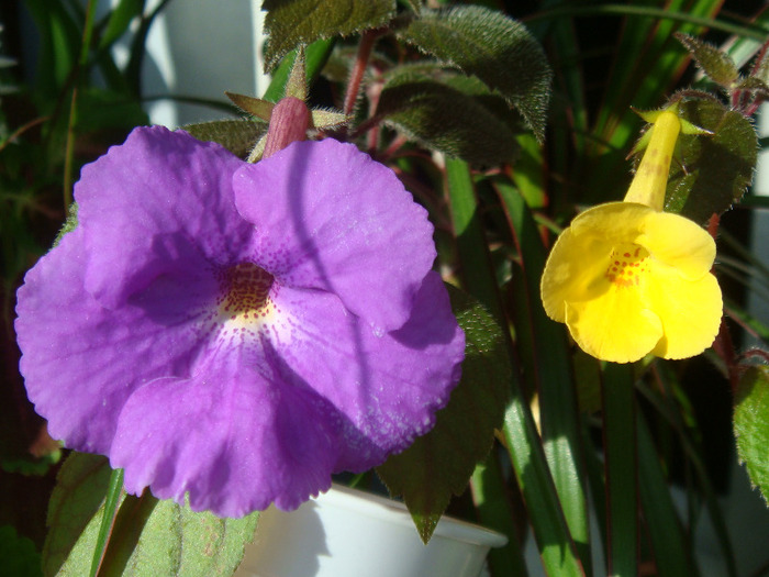 - Yellow Beauty - Achimenes