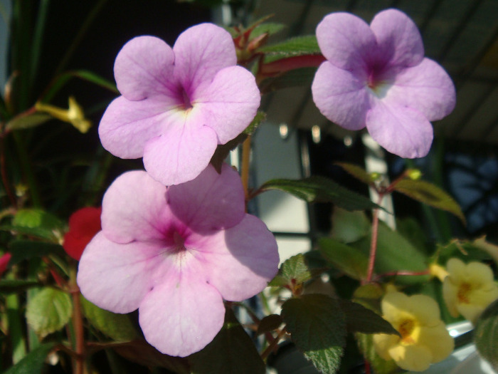 Peach Blossom - Achimenes