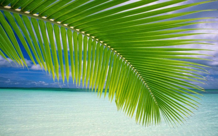 palma-maldive-Maldives-1440x900 - Ceva de vis