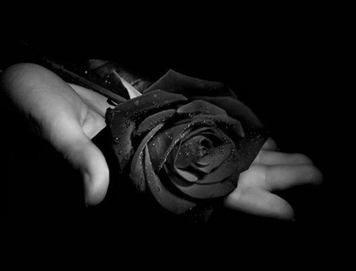 Black-Rose-Flower-Wallapaper-2 - black rose
