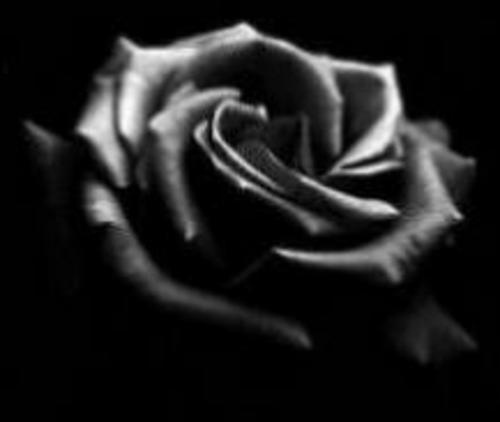 Black-Rose-Flower-Wallapaper-3 - black rose