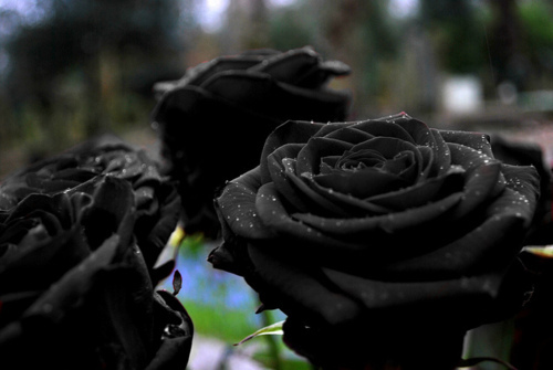 Black-Rose-Flower-Wallapaper-4 - black rose