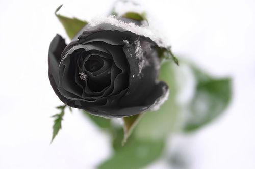 Black-Rose-Flower-Wallapaper-5 - black rose
