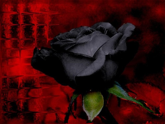 Black-Rose-Flower-Wallapaper-7 - black rose