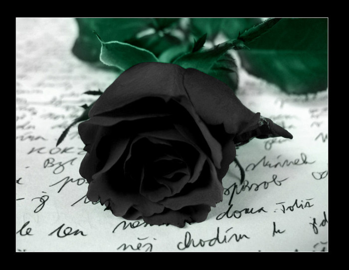 Black-Rose-Flower-Wallapaper-8 - black rose