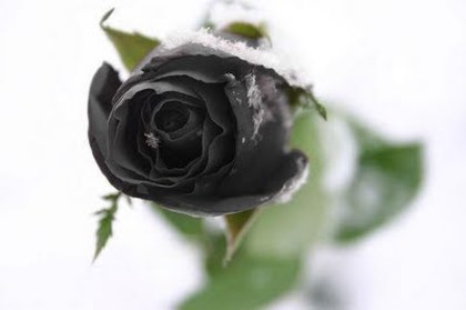 Black-Rose-Flower-Wallapaper-9