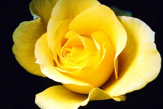 Yellow-Rose-Flower-3 - yellow rose