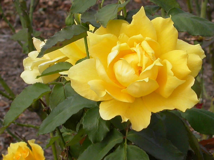 Yellow-Rose-Flower-4 - yellow rose