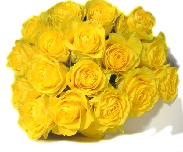 Yellow-Rose-Flower-5 - yellow rose