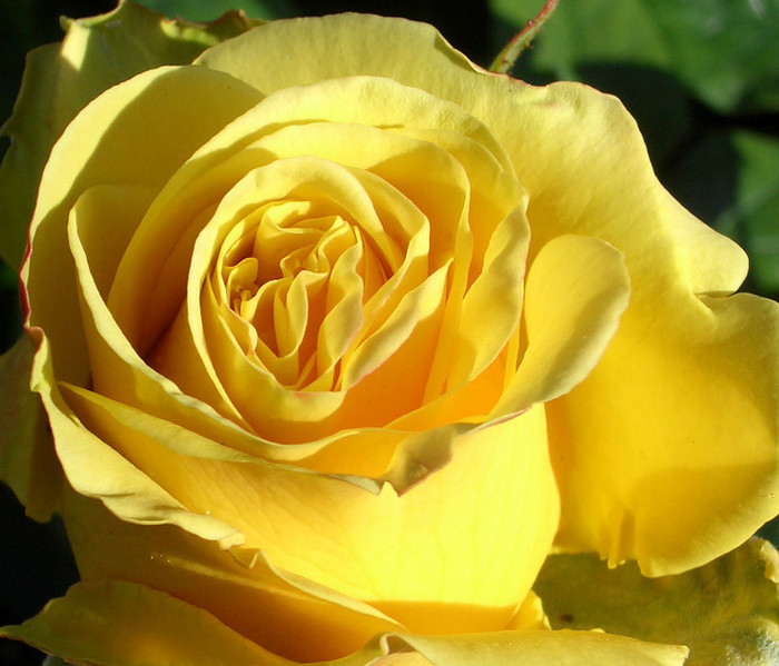Yellow-Rose-Flower-6 - yellow rose
