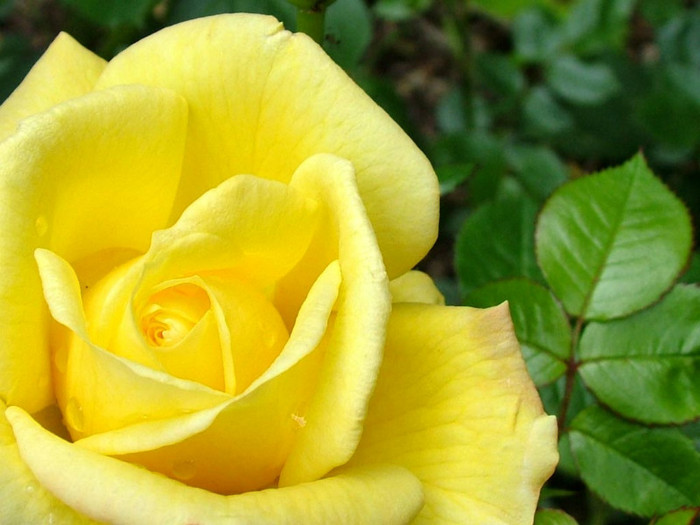 Yellow-Rose-Flower-7 - yellow rose