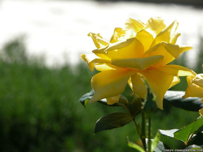 Yellow-Rose-Flower-8 - yellow rose
