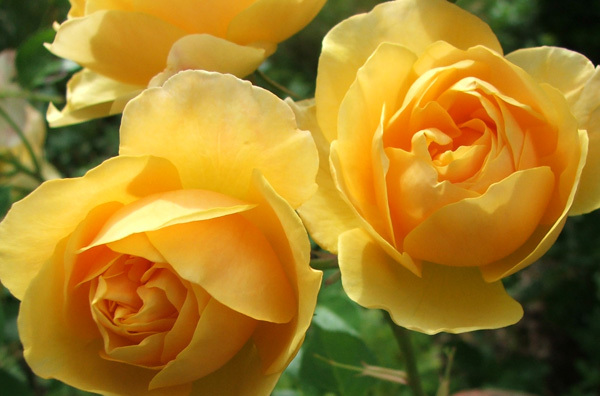 Yellow-Rose-Flower-9 - yellow rose