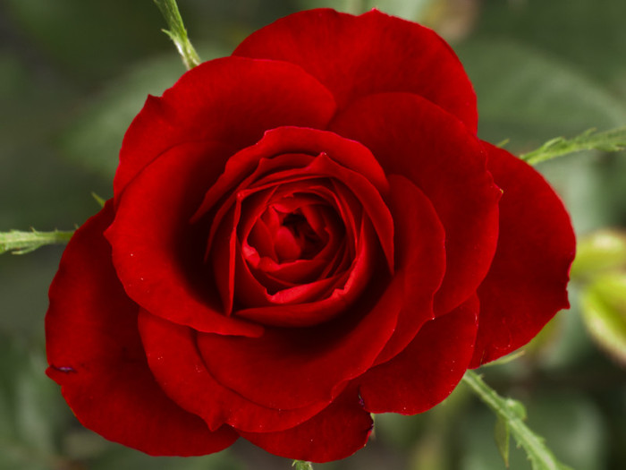 beautiful-red-rose-flower-wallpaper - red rose