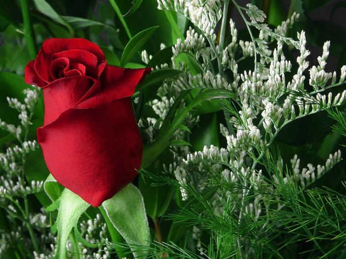 red-rose-flower-wallpaper-2