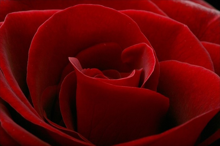 red-rose-flower-wallpaper-5 - red rose