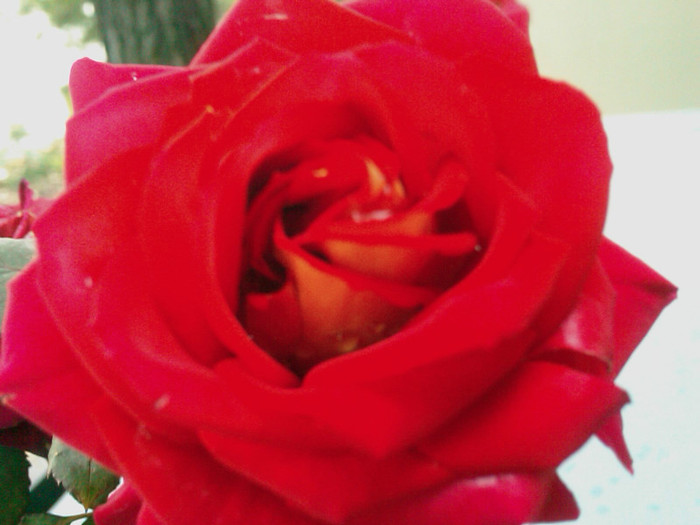 red-rose-flower-wallpaper-7