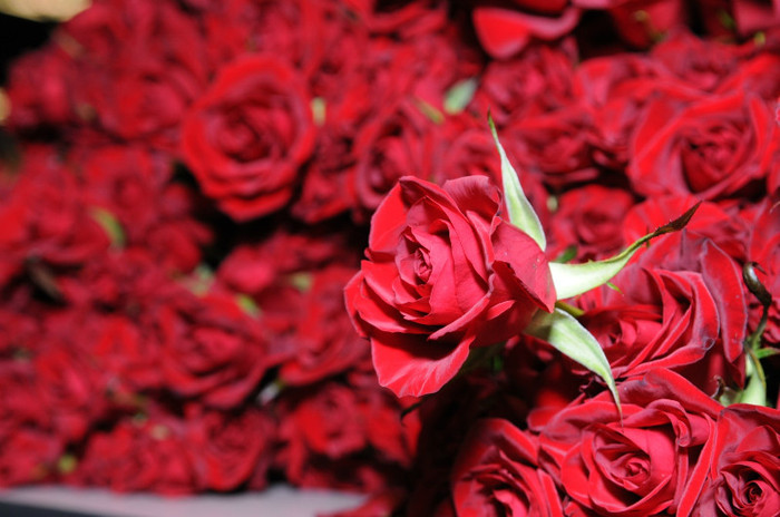 red-rose-flower-wallpaper-8 - red rose