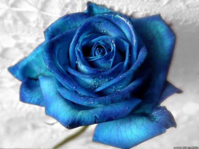 Blue-Rose-Wallpaper-21 - blue rose