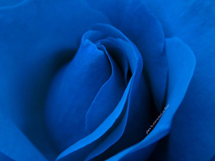 Blue-Rose-Wallpaper-31 - blue rose