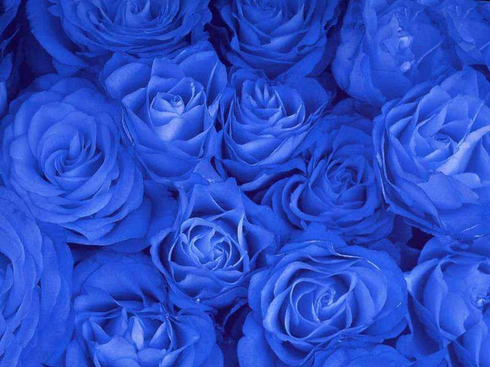 Blue-Rose-Wallpaper-41 - blue rose