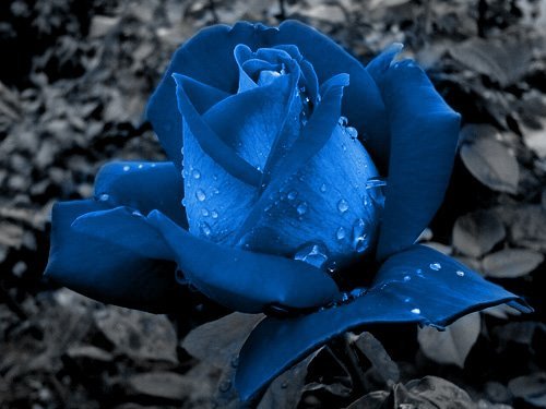 Blue-Rose-Wallpaper-51 - blue rose