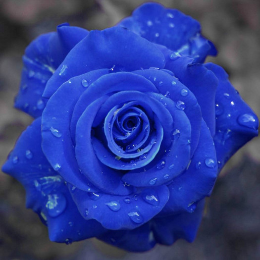 Blue-Rose-Wallpaper-61 - blue rose