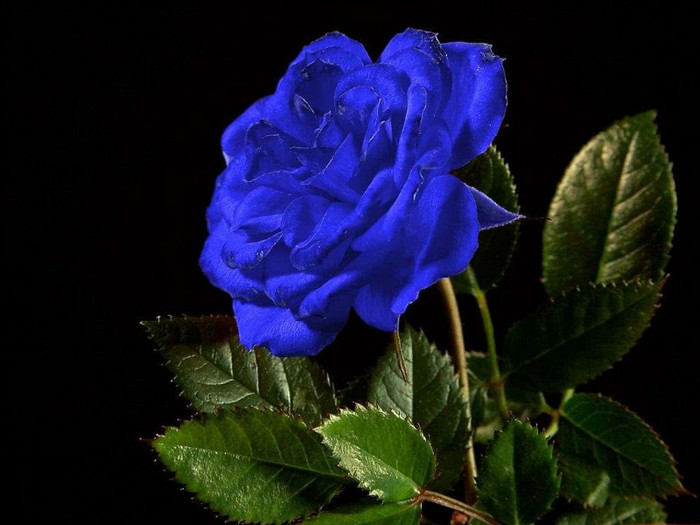 Blue-Rose-Wallpaper-71 - blue rose