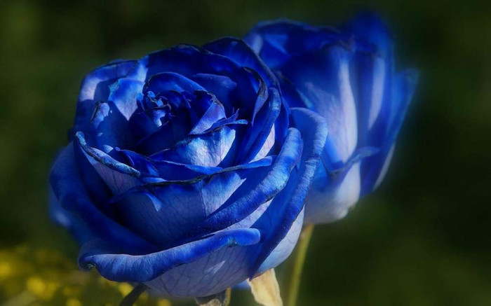 Blue-Rose-Wallpaper-81 - blue rose