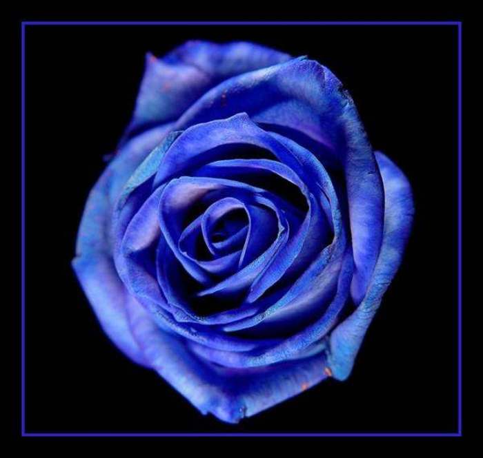 Blue-Rose-Wallpaper-91 - blue rose