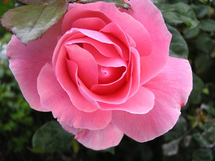 Pink-Rose-Flower-Wallpaper-1 - pink rose