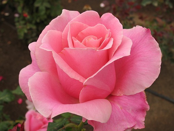 Pink-Rose-Flower-Wallpaper-2 - pink rose