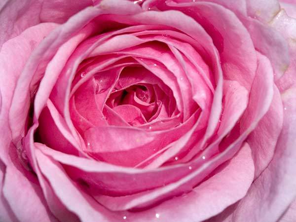 Pink-Rose-Flower-Wallpaper-3 - pink rose