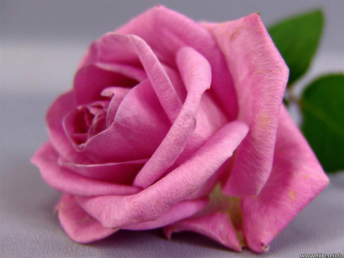 Pink-Rose-Flower-Wallpaper-5 - pink rose