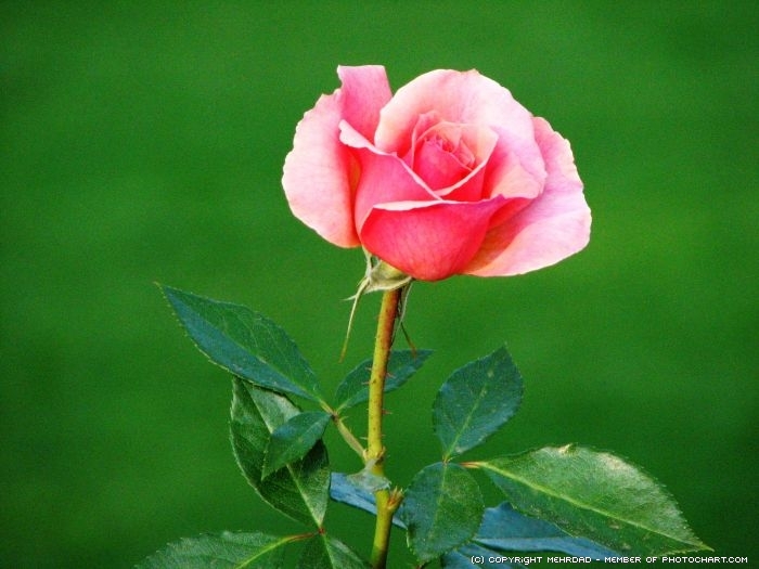 Pink-Rose-Flower-Wallpaper-6 - pink rose