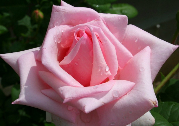 Pink-Rose-Flower-Wallpaper-7 - pink rose